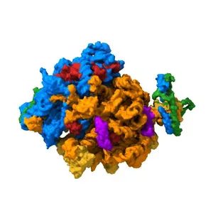 Structure of the ribosome-SecYE complex in the membrane environment