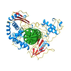 HUMAN TOPOISOMERASE I/DNA COMPLEX