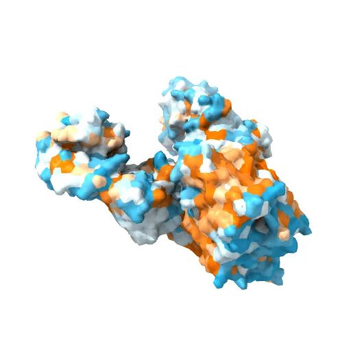 Structure of the Escherichia coli ClC Chloride channel and Fab Complex — Image 2 of 13