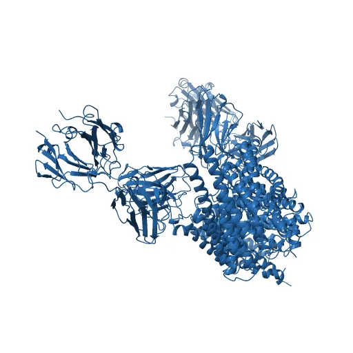 Structure of the Escherichia coli ClC Chloride channel and Fab Complex — Image 3 of 13