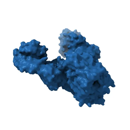 Structure of the Escherichia coli ClC Chloride channel and Fab Complex — Image 6 of 13