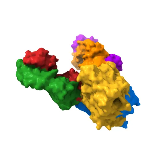 Structure of the Escherichia coli ClC Chloride channel and Fab Complex — Image 7 of 13