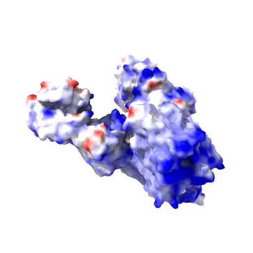 Structure of the Escherichia coli ClC Chloride channel and Fab Complex — Image 8 of 13