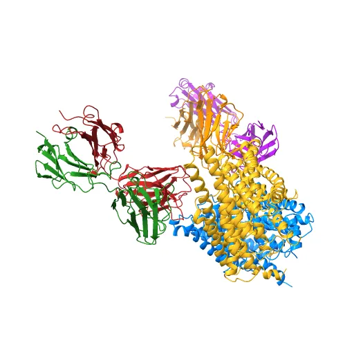 Structure of the Escherichia coli ClC Chloride channel and Fab Complex — Image 9 of 13