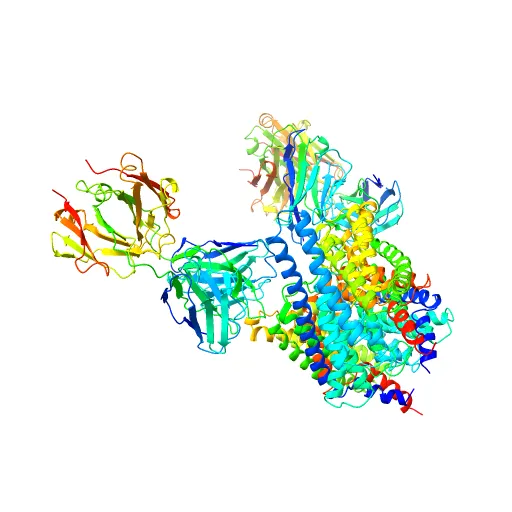 Structure of the Escherichia coli ClC Chloride channel and Fab Complex — Image 10 of 13