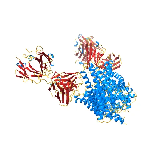 Structure of the Escherichia coli ClC Chloride channel and Fab Complex — Image 12 of 13