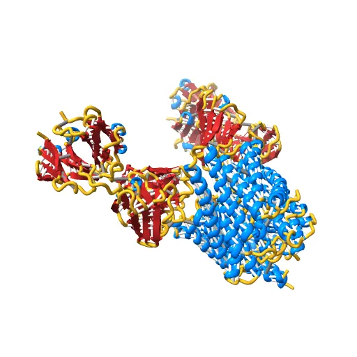 Structure of the Escherichia coli ClC Chloride channel and Fab Complex — Image 13 of 13