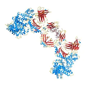 Ternary complex between Neonatal Fc receptor, serum albumin and Fc