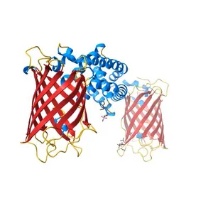Bak BH3-in-Groove dimer (GFP)