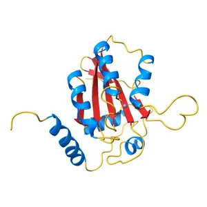 NMR structure of human restriction factor APOBEC3A