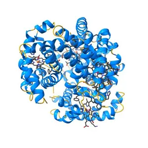 1.25A resolution crystal structure of human hemoglobin in the oxy form