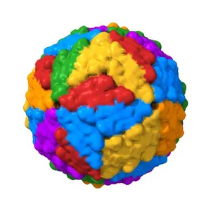 Structure of Dengue Virus