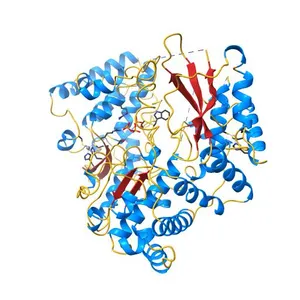 Dengue virus NS5 RNA dependent RNA polymerase domain complexed with 3' dGTP