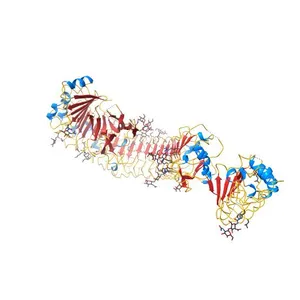 Structure of the Toll - Spatzle complex, a molecular hub in Drosophila development and innate immunity