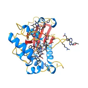crystal structure of human MMACHC