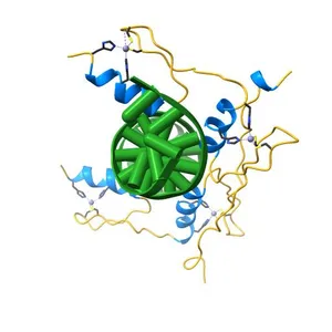 COCRYSTAL STRUCTURE OF SELECTED ZINC FINGER DIMER BOUND TO DNA