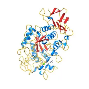 HUMAN SALIVARY AMYLASE