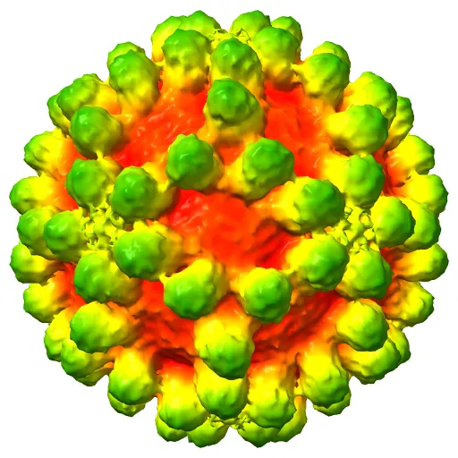 West Nile virus in complex with the Fab fragment of a neutralizing monoclonal antibody. — Фото 2 из 3