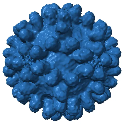 West Nile virus in complex with the Fab fragment of a neutralizing monoclonal antibody. — Фото 3 из 3
