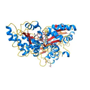 Structure of HPV49 E6 protein in complex with MAML1 LxxLL motif