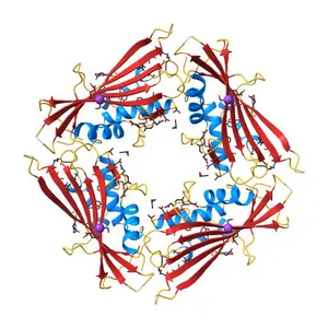 Structure of the TRPML2 ELD at pH 6.5