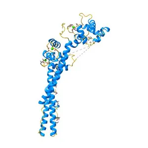 Core domain of human cardiac troponin