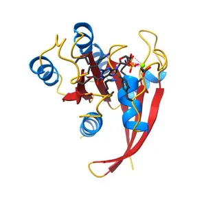 MOLECULAR SWITCH FOR SIGNAL TRANSDUCTION: STRUCTURAL DIFFERENCES BETWEEN ACTIVE AND INACTIVE FORMS OF PROTOONCOGENIC RAS PROTEINS