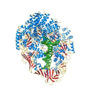 Structure of T4 Bacteriophage clamp loader bound to the T4 clamp, primer-template DNA, and ATP analog