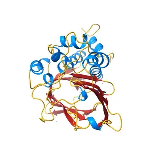 Human N-acetyltransferase 1