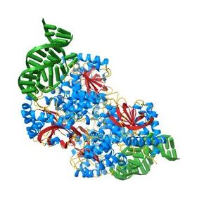 Crystal structure of Plasmodium vivax LDH in complex with a DNA aptamer called pL1