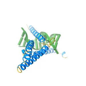THE CRYSTAL STRUCTURE OF AN INTACT HUMAN MAX-DNA COMPLEX: NEW INSIGHTS INTO MECHANISMS OF TRANSCRIPTIONAL CONTROL