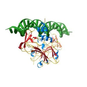 Human TBX3, a transcription factor responsible for ulnar-mammary syndrome, bound to a palindromic DNA site