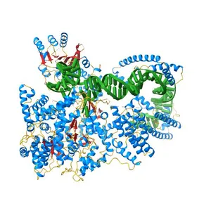 Structure of the human mitochondrial transcription initiation complex at the HSP promoter