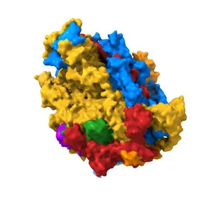 RNA Polymerase I open complex