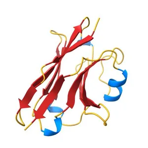 Structure of single domain antibody SD83