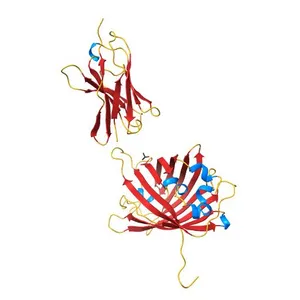 Structure of the GFP:GFP-nanobody complex at 2.8 A resolution in spacegroup P21212