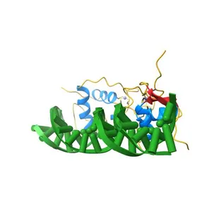 Crystal Structure of Androgen Receptor DNA-Binding Domain Bound to a Direct Repeat Response Element