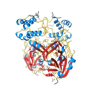 SARS-CoV-2 main protease with unliganded active site (2019-nCoV, coronavirus disease 2019, COVID-19).