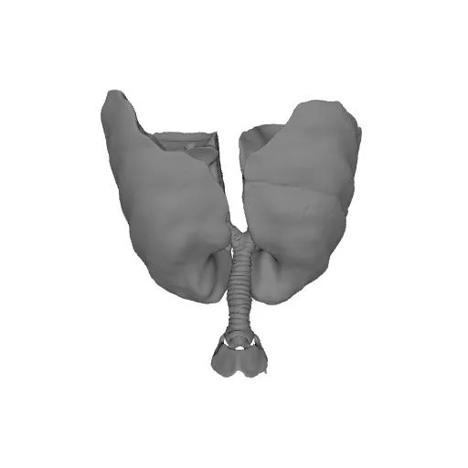 Respiratory System (Lungs) - Visible Human Male