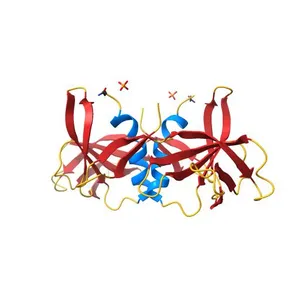 Peptide-bound SARS-CoV-2 Nsp9 RNA-replicase