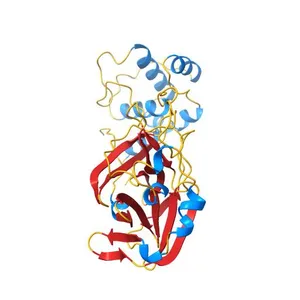 SARS-CoV-2 Main Protease