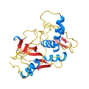 Structure of active wild-type Prevotella intermedia interpain A cysteine protease
