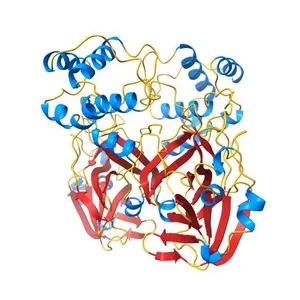 SARS-CoV-2 3CL protease (3CL pro) apo structure (space group C21)