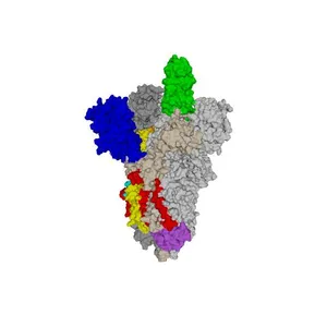 SARS-CoV-2 spike protein 6VSB with one Receptor Binding Domain (RBD) up in the active conformation