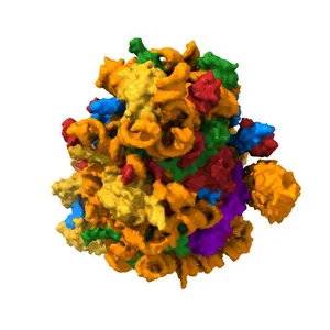 Structure of rabbit 80S ribosome translating beta-tubulin in complex with tetratricopeptide protein 5 and nascent chain-associated complex