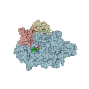 Custom depictions of the SARS-CoV-2 nsp12-nsp7-nsp8 complex bound to the template-primer RNA and Remdesivir