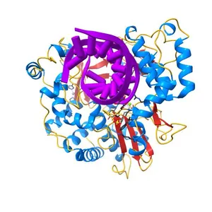Enterovirus 71 Polymerase Elongation Complex (C3S4/5 Form)