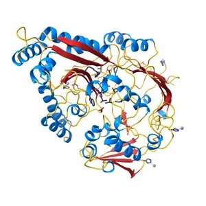 The structure of the Escherichia coli murein tripeptide binding protein MppA