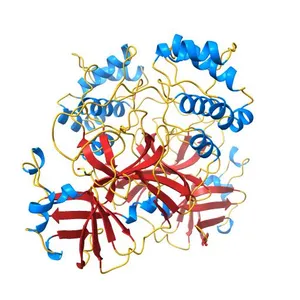 Feline coronavirus drug inhibits the main protease of SARS-CoV-2 and blocks virus replication