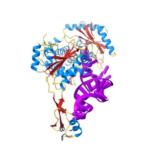 Crystal structure of the A.fulgidus CCA-adding enzyme in complex with a G70A arginyl-tRNA minihelix ending in CCAC and CTP